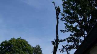 bomen kappen dmv van klimmen en afvangen van lijnen, bomen kandalaberen Oosterhout Waspik Sprang Cappele